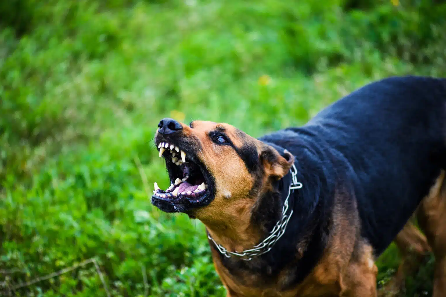 Louisville dog bite injury lawyers